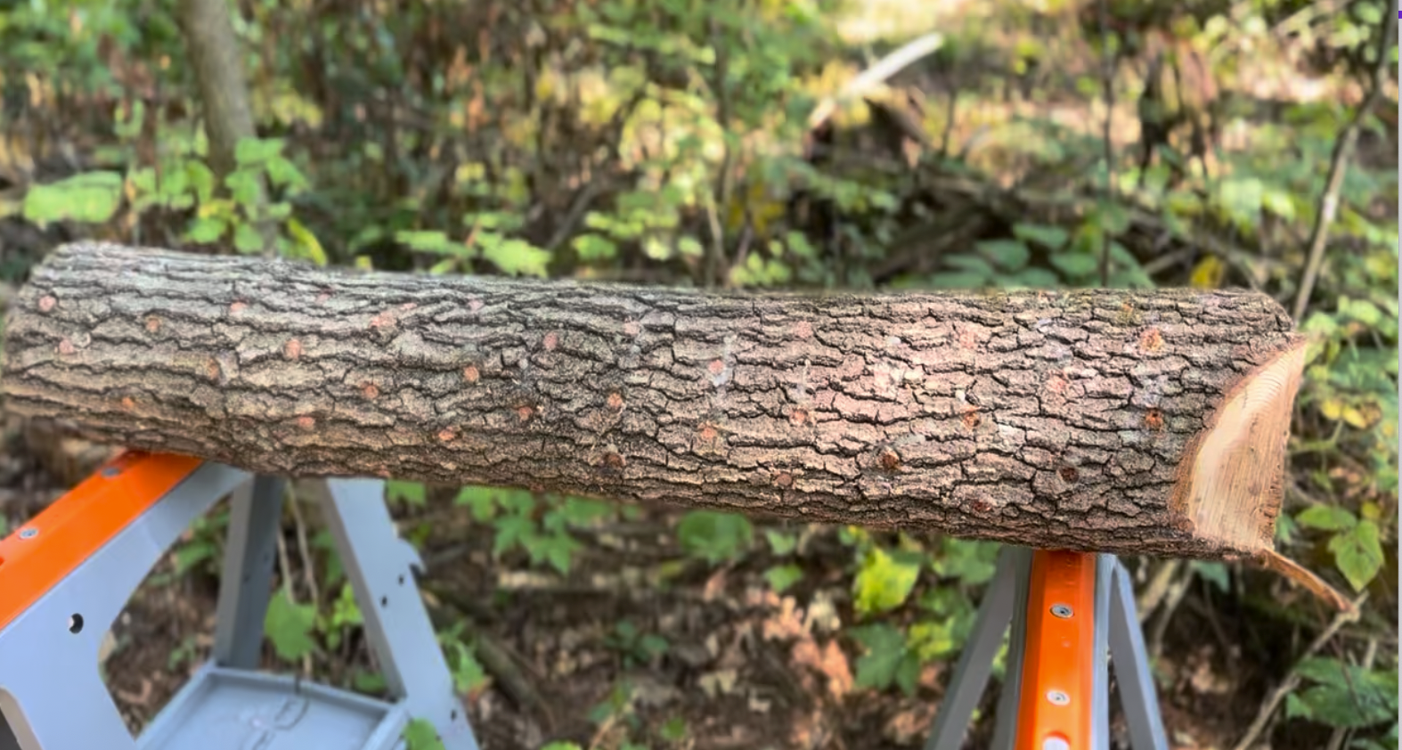 Chapter 1: Inoculating Our First Logs (Fall 2025)