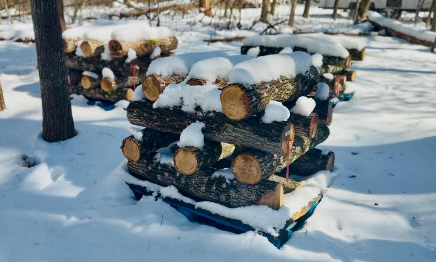 Fresh Shiitake Mushrooms — First Harvest
